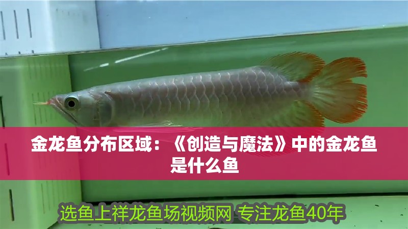 金龍魚(yú)分布區(qū)域：《創(chuàng)造與魔法》中的金龍魚(yú)是什么魚(yú)