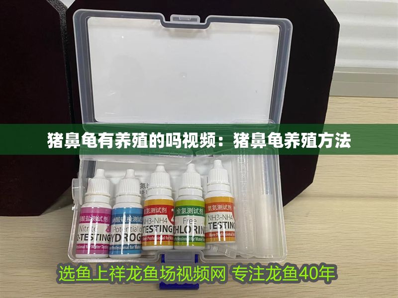 豬鼻龜有養(yǎng)殖的嗎視頻：豬鼻龜養(yǎng)殖方法