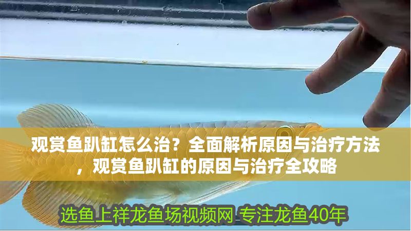 觀賞魚趴缸怎么治？全面解析原因與治療方法，觀賞魚趴缸的原因與治療全攻略