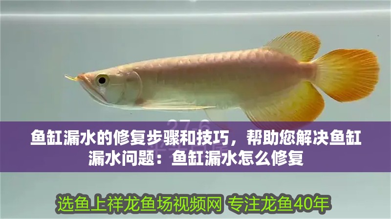 魚缸漏水的修復步驟和技巧，幫助您解決魚缸漏水問題：魚缸漏水怎么修復