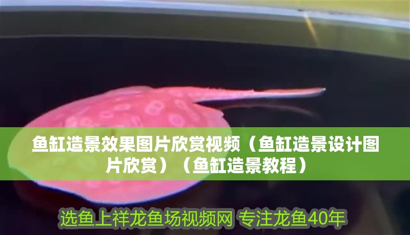 魚缸造景效果圖片欣賞視頻（魚缸造景設(shè)計(jì)圖片欣賞）（魚缸造景教程） 魚缸造景效果圖片欣賞視頻（魚缸造景設(shè)計(jì)圖片欣賞）（魚缸造景教程） 魚缸百科