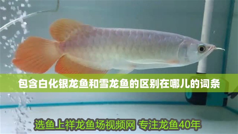 包含白化銀龍魚和雪龍魚的區別在哪兒的詞條