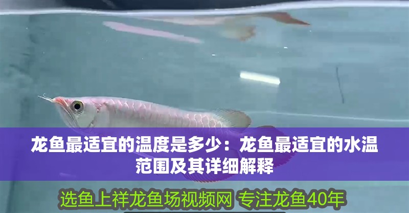 龍魚最適宜的溫度是多少：龍魚最適宜的水溫范圍及其詳細解釋 龍魚最適宜的溫度是多少：龍魚最適宜的水溫范圍及其詳細解釋 龍魚百科