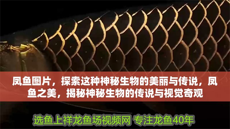 鳳魚圖片，探索這種神秘生物的美麗與傳說，鳳魚之美，揭秘神秘生物的傳說與視覺奇觀 鳳魚圖片，探索這種神秘生物的美麗與傳說，鳳魚之美，揭秘神秘生物的傳說與視覺奇觀 龍魚百科 第1張