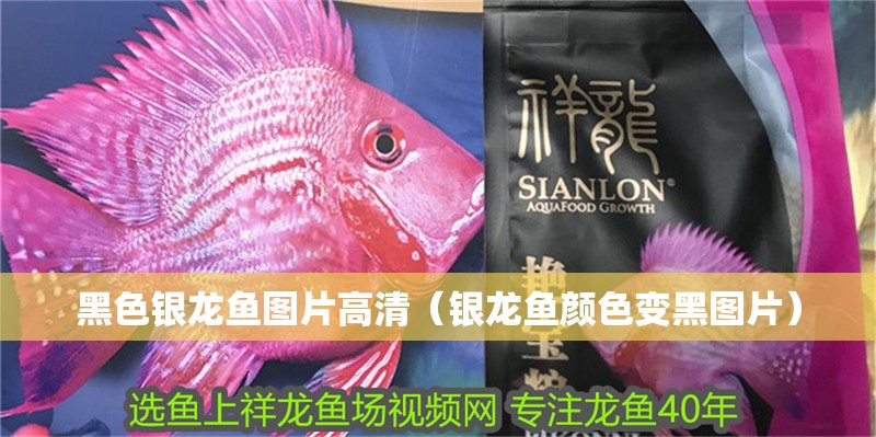 黑色銀龍魚圖片高清（銀龍魚顏色變黑圖片）