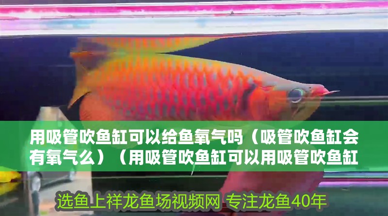 用吸管吹魚缸可以給魚氧氣嗎（吸管吹魚缸會有氧氣么）（用吸管吹魚缸可以用吸管吹魚缸可以給魚氧氣嗎，可以給魚氧氣嗎）