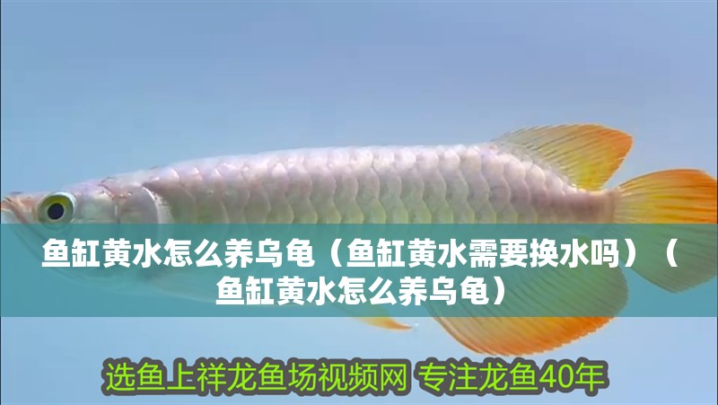 魚缸黃水怎么養(yǎng)烏龜（魚缸黃水需要換水嗎）（魚缸黃水怎么養(yǎng)烏龜）