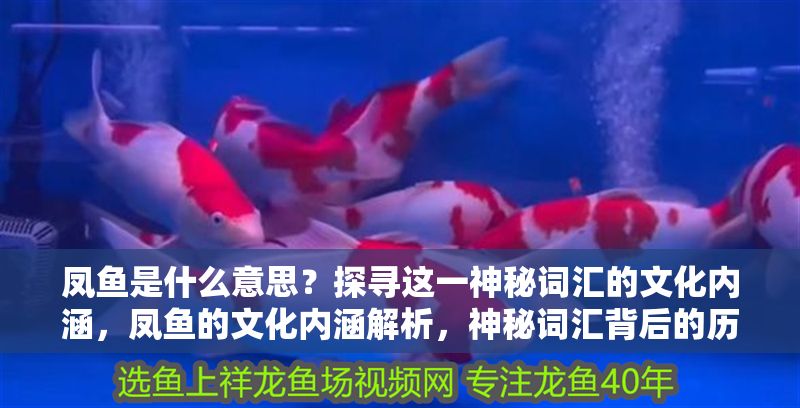 鳳魚是什么意思？探尋這一神秘詞匯的文化內(nèi)涵，鳳魚的文化內(nèi)涵解析，神秘詞匯背后的歷史與象征