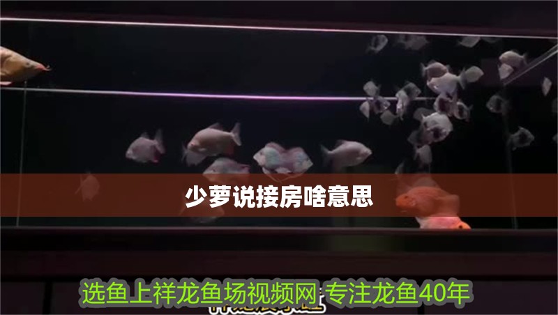 少蘿說(shuō)接房啥意思