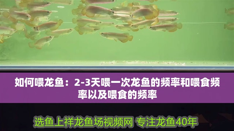 如何喂龍魚：2-3天喂一次龍魚的頻率和喂食頻率以及喂食的頻率 如何喂龍魚：2-3天喂一次龍魚的頻率和喂食頻率以及喂食的頻率 龍魚百科