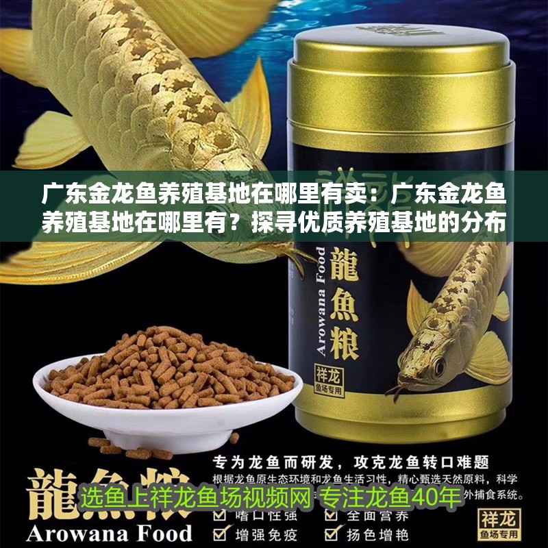 廣東金龍魚(yú)養(yǎng)殖基地在哪里有賣：廣東金龍魚(yú)養(yǎng)殖基地在哪里有？探尋優(yōu)質(zhì)養(yǎng)殖基地的分布與特點(diǎn)