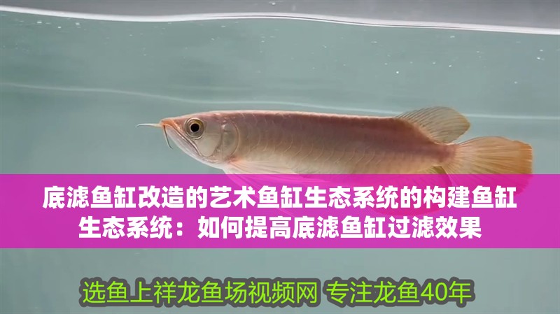 底濾魚缸改造的藝術魚缸生態系統的構建魚缸生態系統：如何提高底濾魚缸過濾效果