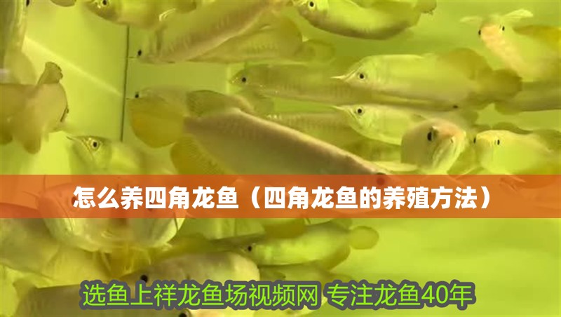 怎么養四角龍魚（四角龍魚的養殖方法） 怎么養四角龍魚（四角龍魚的養殖方法） 龍魚百科