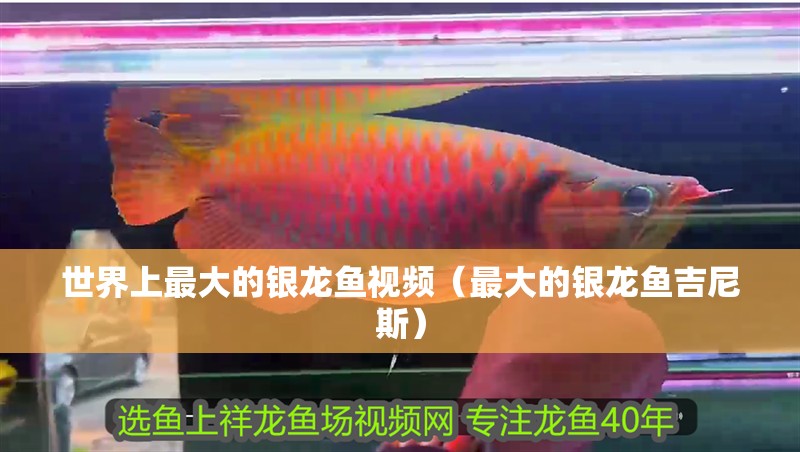 世界上最大的銀龍魚視頻（最大的銀龍魚吉尼斯）