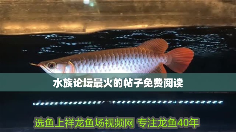 水族論壇最火的帖子免費閱讀 水族論壇最火的帖子免費閱讀 龍魚論壇