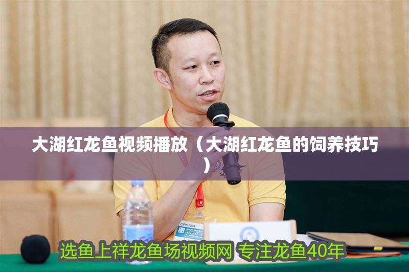 大湖紅龍魚視頻播放（大湖紅龍魚的飼養技巧）
