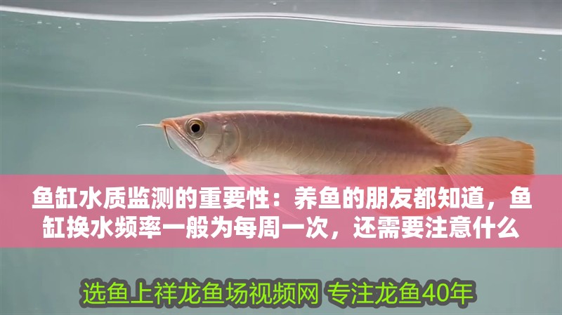 龍魚干蝦有營養嗎 魚缸水質監測的重要性:養魚的朋友都知道,魚缸換水頻率一般為每周一次,還需要注意什么 魚缸百科 魚缸水質監測的重要性:養魚的朋友都知道,魚缸換水頻率一般為每周一次,還需要注意什么 魚缸水質監測的重要性:養魚的朋友都知道,魚缸換水頻率一般為每周一次,還需要注意什么 魚缸百科