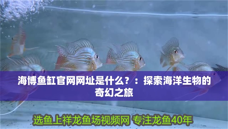 海博魚缸官網網址是什么？：探索海洋生物的奇幻之旅 海博魚缸官網網址是什么？：探索海洋生物的奇幻之旅 魚缸百科