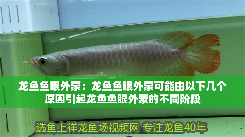 魚(yú)缸過(guò)濾器選購(gòu)指南:自制魚(yú)缸過(guò)濾器魚(yú)缸上置過(guò)濾器對(duì)于養(yǎng)魚(yú)愛(ài)好者的必備知識(shí) 龍魚(yú)魚(yú)眼外蒙:龍魚(yú)魚(yú)眼外蒙可能由以下幾個(gè)原因引起龍魚(yú)魚(yú)眼外蒙的不同階段 龍魚(yú)百科 龍魚(yú)魚(yú)眼外蒙:龍魚(yú)魚(yú)眼外蒙可能由以下幾個(gè)原因引起龍魚(yú)魚(yú)眼外蒙的不同階段 龍魚(yú)魚(yú)眼外蒙:龍魚(yú)魚(yú)眼外蒙可能由以下幾個(gè)原因引起龍魚(yú)魚(yú)眼外蒙的不同階段 龍魚(yú)百科