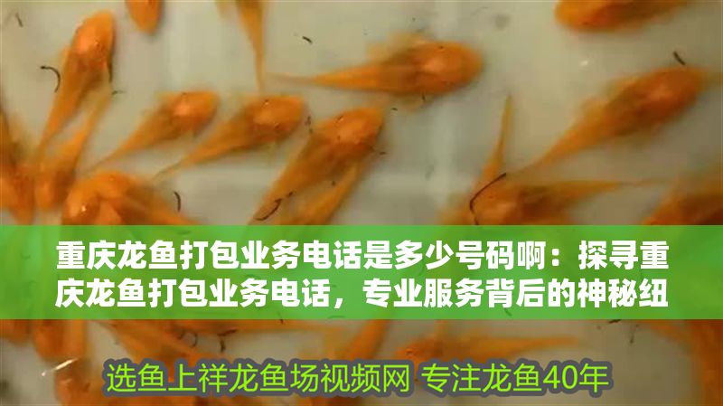 重慶龍魚打包業務電話是多少號碼啊：探尋重慶龍魚打包業務電話，專業服務背后的神秘紐帶