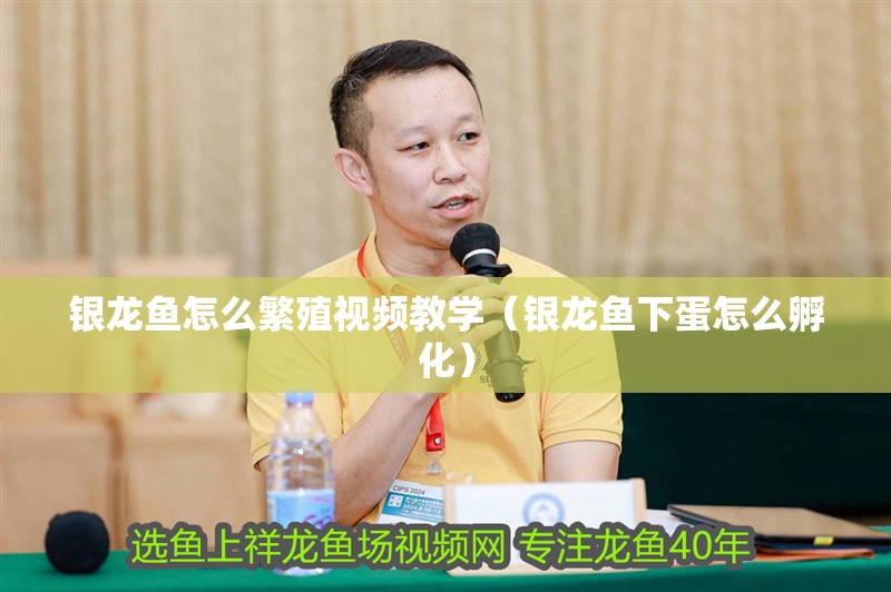銀龍魚怎么繁殖視頻教學(xué)（銀龍魚下蛋怎么孵化） 銀龍魚怎么繁殖視頻教學(xué)（銀龍魚下蛋怎么孵化） 銀龍魚百科