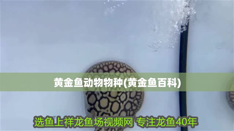 黃金魚動物物種(黃金魚百科)