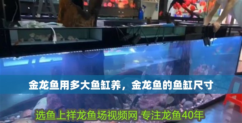 金龍魚用多大魚缸養，金龍魚的魚缸尺寸