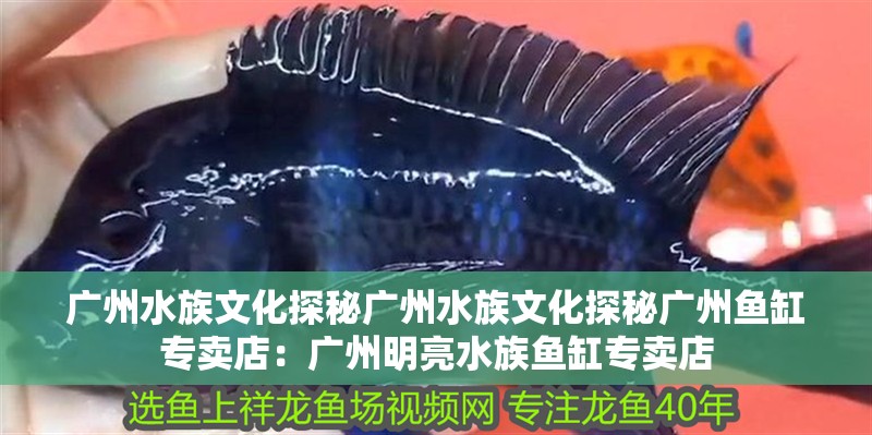 廣州水族文化探秘廣州水族文化探秘廣州魚缸專賣店：廣州明亮水族魚缸專賣店 廣州水族文化探秘廣州水族文化探秘廣州魚缸專賣店：廣州明亮水族魚缸專賣店 魚缸百科