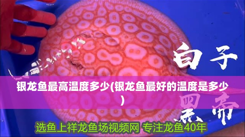 銀龍魚最高溫度多少(銀龍魚最好的溫度是多少) 銀龍魚最高溫度多少(銀龍魚最好的溫度是多少) 銀龍魚百科