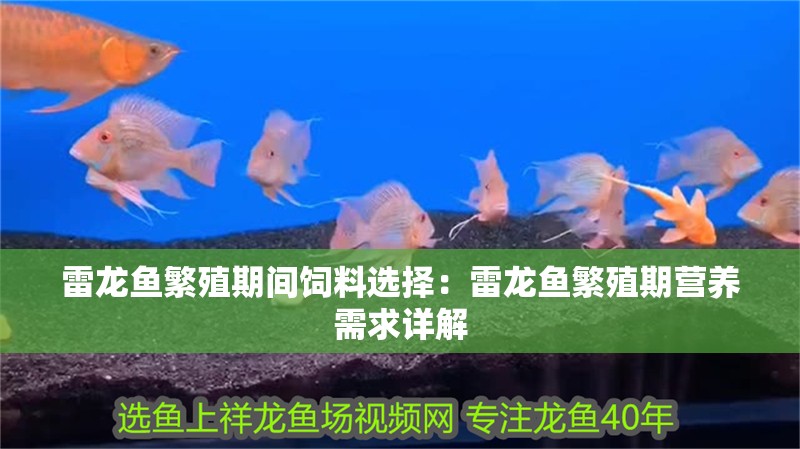 雷龍魚繁殖期間飼料選擇：雷龍魚繁殖期營養需求詳解
