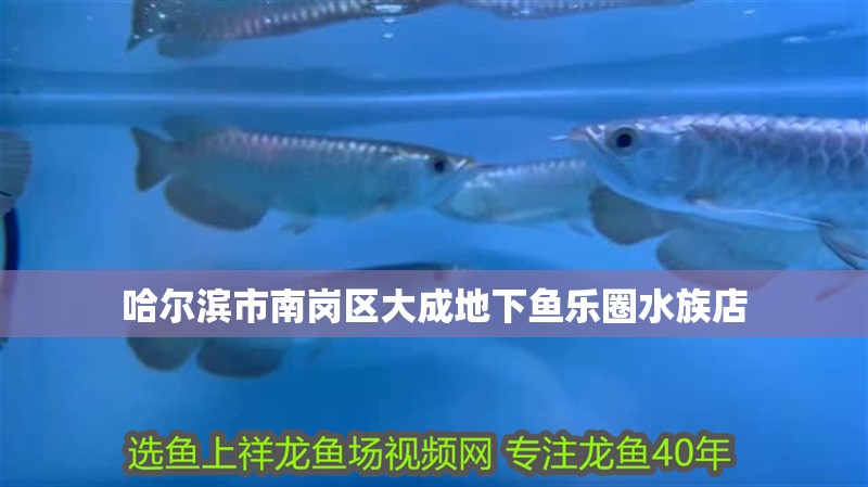 哈爾濱市南崗區大成地下魚樂圈水族店 哈爾濱市南崗區大成地下魚樂圈水族店 全國水族館企業名錄