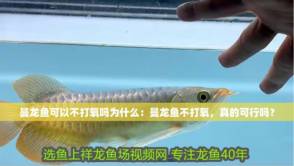 曼龍魚可以不打氧嗎為什么：曼龍魚不打氧，真的可行嗎？