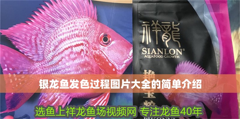 龍魚怕什么 銀龍魚發色過程圖片大全的簡單介紹 銀龍魚百科 銀龍魚發色過程圖片大全的簡單介紹 銀龍魚發色過程圖片大全的簡單介紹 銀龍魚百科