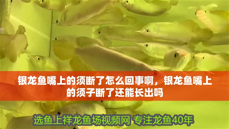 銀龍魚嘴上的須斷了怎么回事啊，銀龍魚嘴上的須子斷了還能長出嗎