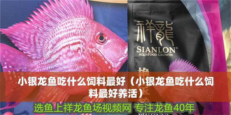 小銀龍魚吃什么飼料最好（小銀龍魚吃什么飼料最好養(yǎng)活）