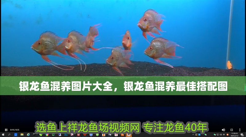 銀龍魚混養圖片大全，銀龍魚混養最佳搭配圖