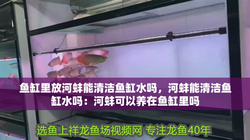魚缸里放河蚌能清潔魚缸水嗎，河蚌能清潔魚缸水嗎：河蚌可以養在魚缸里嗎