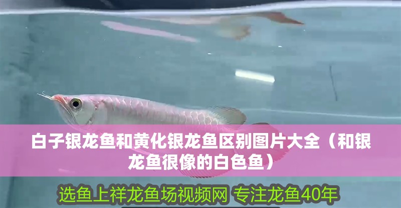 白子銀龍魚(yú)和黃化銀龍魚(yú)區(qū)別圖片大全（和銀龍魚(yú)很像的白色魚(yú)）