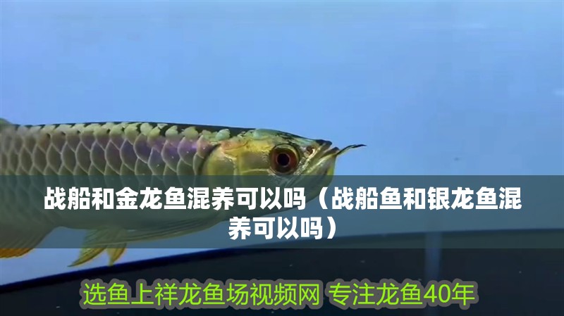 魚缸過濾器選購指南:自制魚缸過濾器魚缸上置過濾器對于養魚愛好者的必備知識 戰船和金龍魚混養可以嗎(戰船魚和銀龍魚混養可以嗎) 銀龍魚百科 戰船和金龍魚混養可以嗎(戰船魚和銀龍魚混養可以嗎) 戰船和金龍魚混養可以嗎(戰船魚和銀龍魚混養可以嗎) 銀龍魚百科
