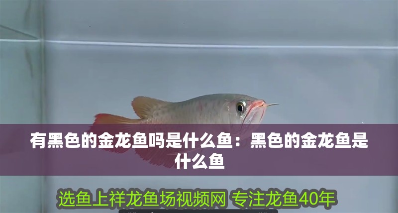 有黑色的金龍魚嗎是什么魚：黑色的金龍魚是什么魚