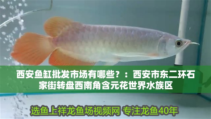 西安魚缸批發市場有哪些？：西安市東二環石家街轉盤西南角含元花世界水族區