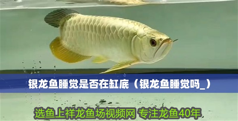 銀龍魚睡覺是否在缸底（銀龍魚睡覺嗎_）