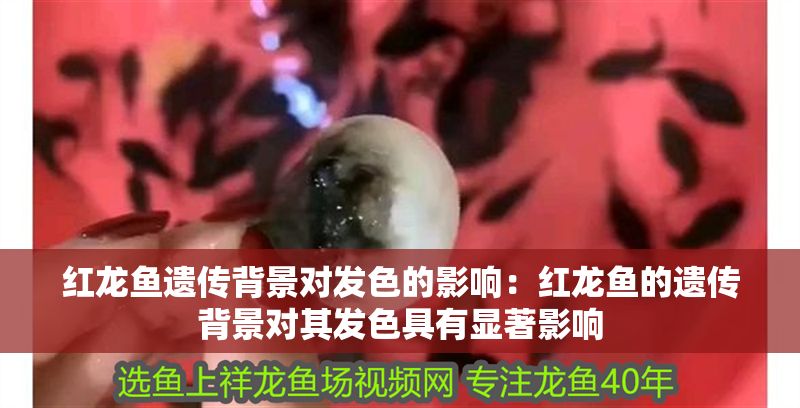 紅龍魚遺傳背景對發色的影響：紅龍魚的遺傳背景對其發色具有顯著影響 紅龍魚遺傳背景對發色的影響：紅龍魚的遺傳背景對其發色具有顯著影響 紅龍魚百科 第2張