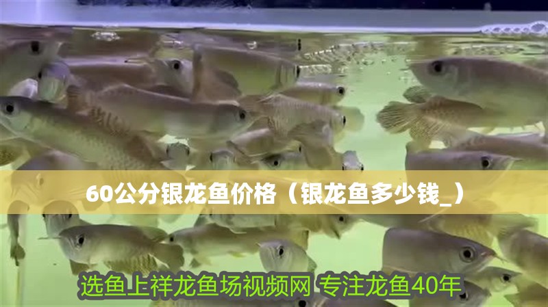 魚缸用增氧泵價格是多少:魚缸增氧機-xtrac增氧機-xtrac增氧機 60公分銀龍魚價格(銀龍魚多少錢_) 銀龍魚百科 60公分銀龍魚價格(銀龍魚多少錢_) 60公分銀龍魚價格(銀龍魚多少錢_) 銀龍魚百科