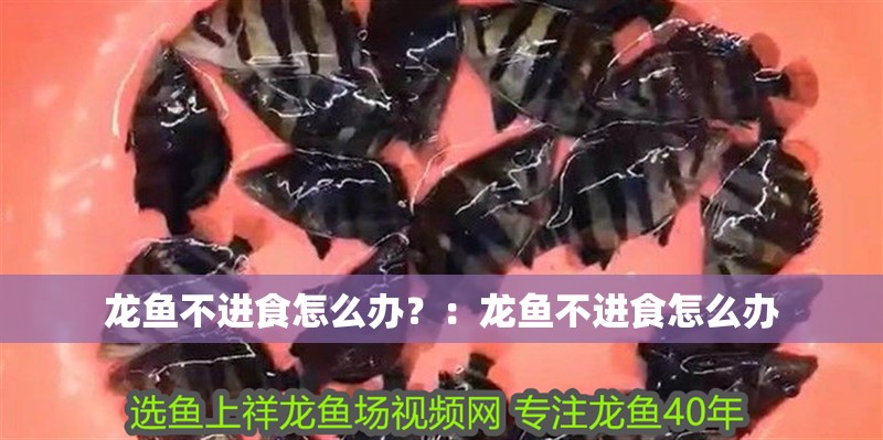 龍魚不進食怎么辦？：龍魚不進食怎么辦