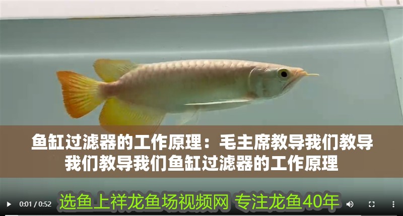 魚缸過濾器的工作原理：毛主席教導我們教導我們教導我們魚缸過濾器的工作原理