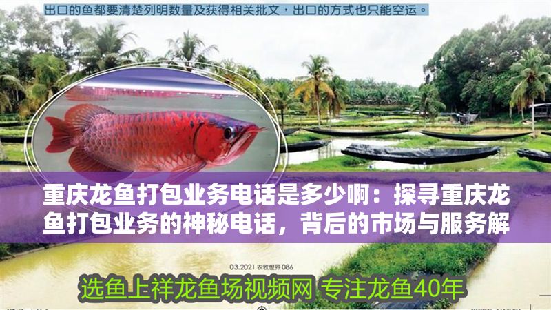 重慶龍魚打包業(yè)務(wù)電話是多少啊：探尋重慶龍魚打包業(yè)務(wù)的神秘電話，背后的市場與服務(wù)解析