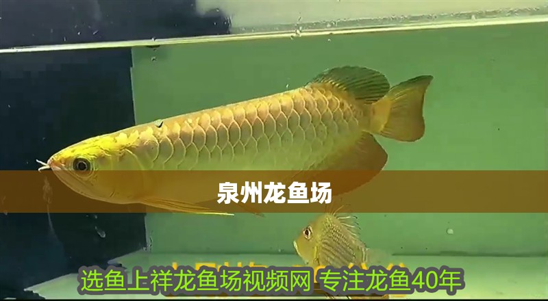 泉州龍魚場