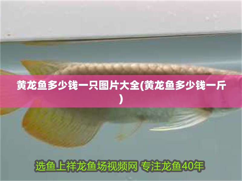 黃龍魚多少錢一只圖片大全(黃龍魚多少錢一斤)