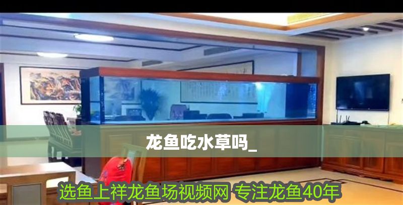 龍魚吃水草嗎_